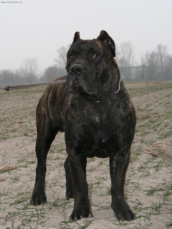 Foto: BB Maserati-www.dogo-dogo.pl