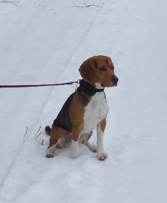 Foto: na sn�hu-sn�h miluji