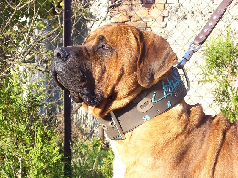 Foto: Atsuko of Malizi Doghouse