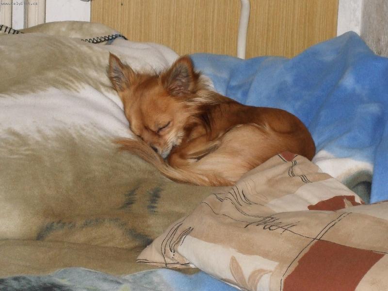 Foto: �ik�sek spink�:-)