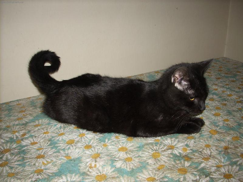 Foto: kocourek-odpo�inek