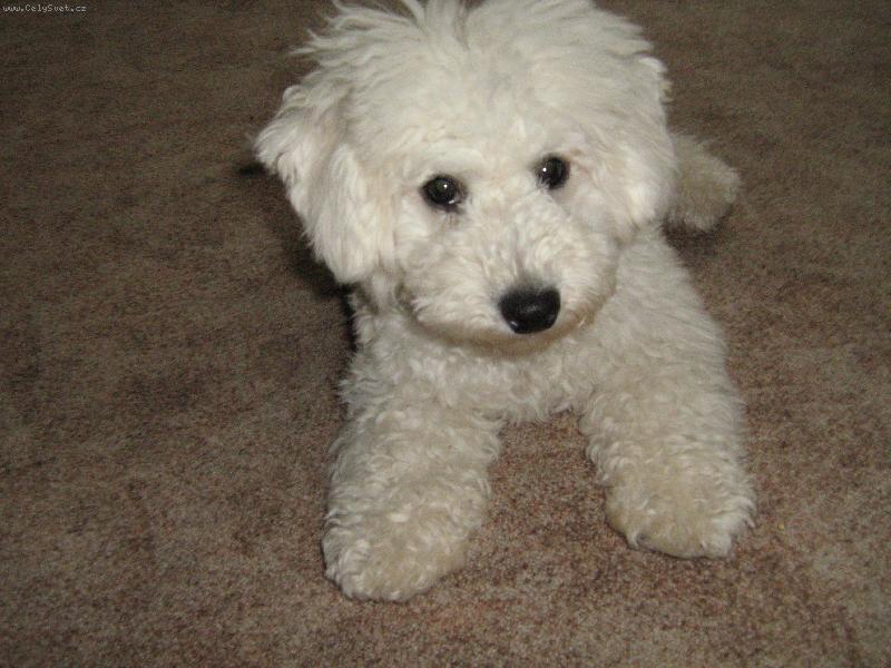 Foto: Nejhe349 bisonek v cele Jihlave.-Mali Max.