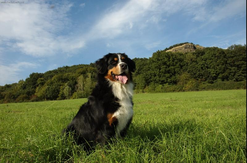 Foto: Airinka Zahrada Z�bo��