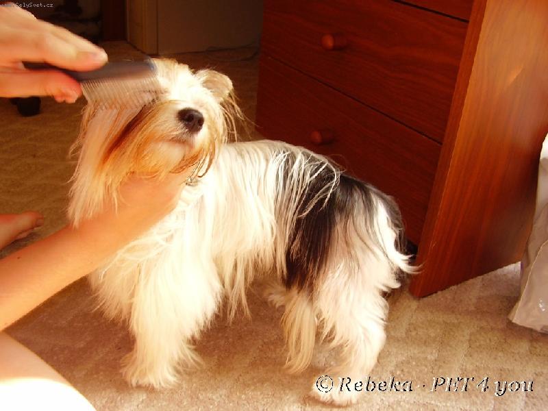 Foto: �es�n� je odporn�