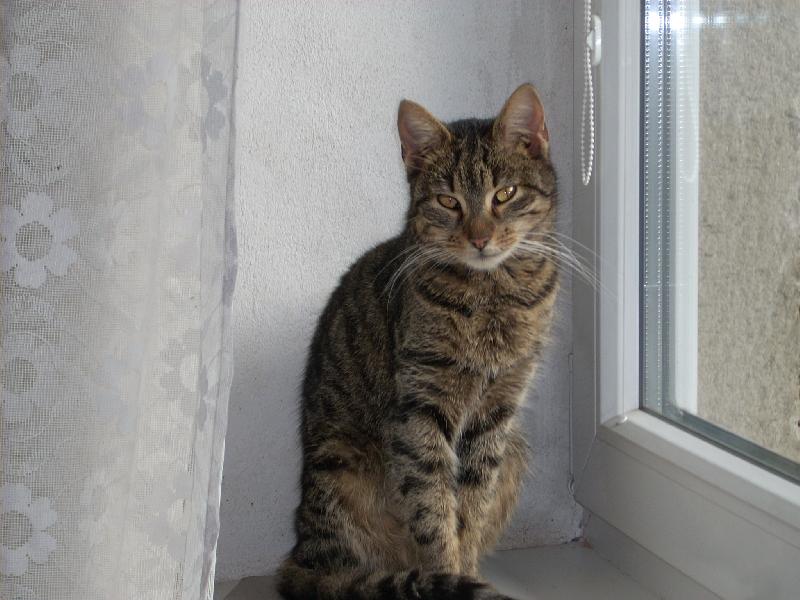 Foto: Micina-pojd se taky pod�vat