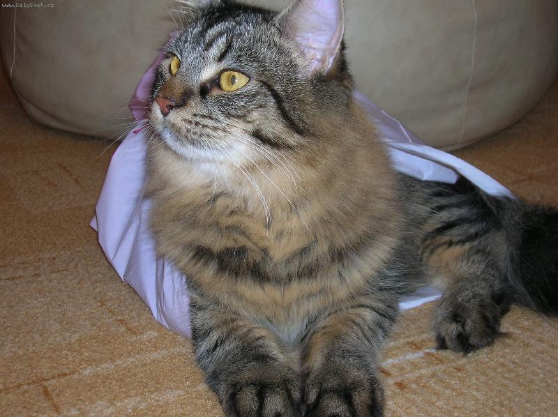 Foto: Jon�ek prost� miluje igelitky