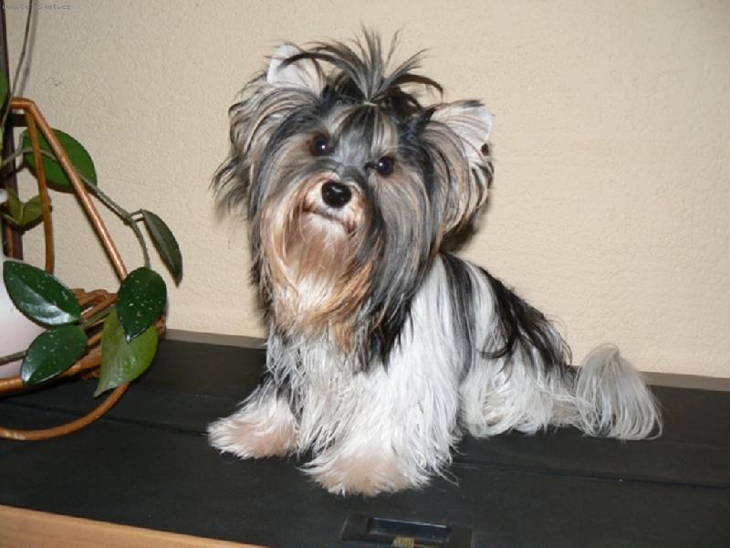 Foto: www.york-biewer-terier.cz-jo