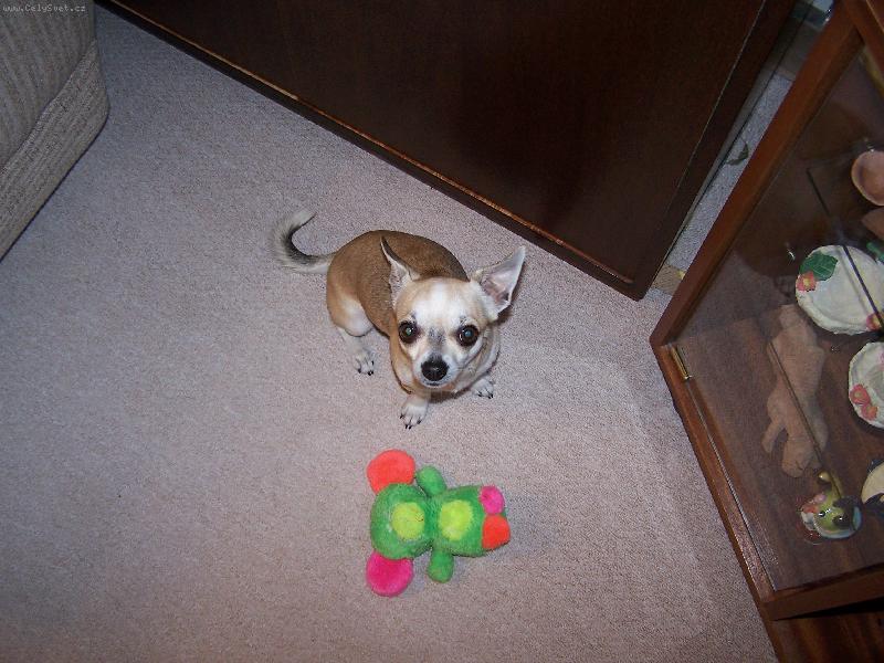 Foto: Max��ek z Hav��ova-br�ka Anynky