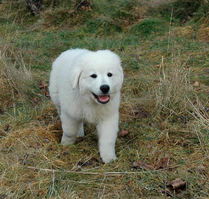 Foto: �iro - necel� t�i m�s�ce II