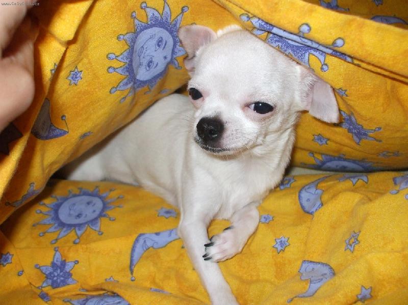 Foto: probuzen� Jassinka