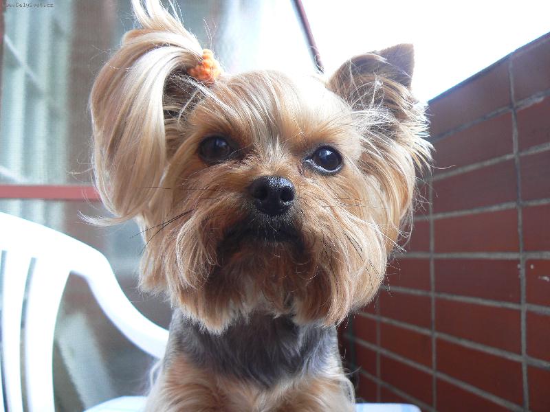 Foto: Ad�lka (s c�l�kem )