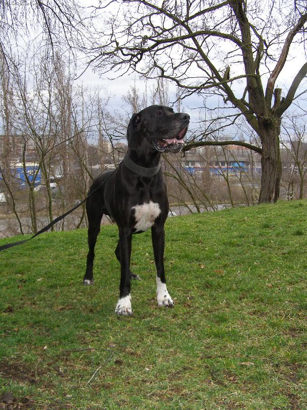 Foto: Dante �esk� Sirius