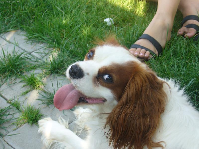 Foto: pejsek..-To je n� Bene�ek...