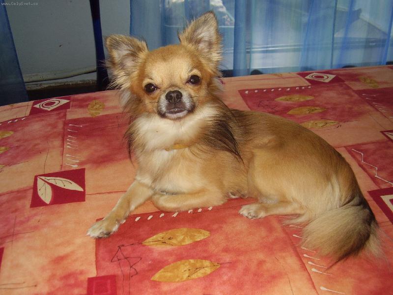 Foto: Maxim��ek kulihr�ek