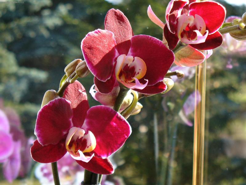 Foto: Phalaenopsis