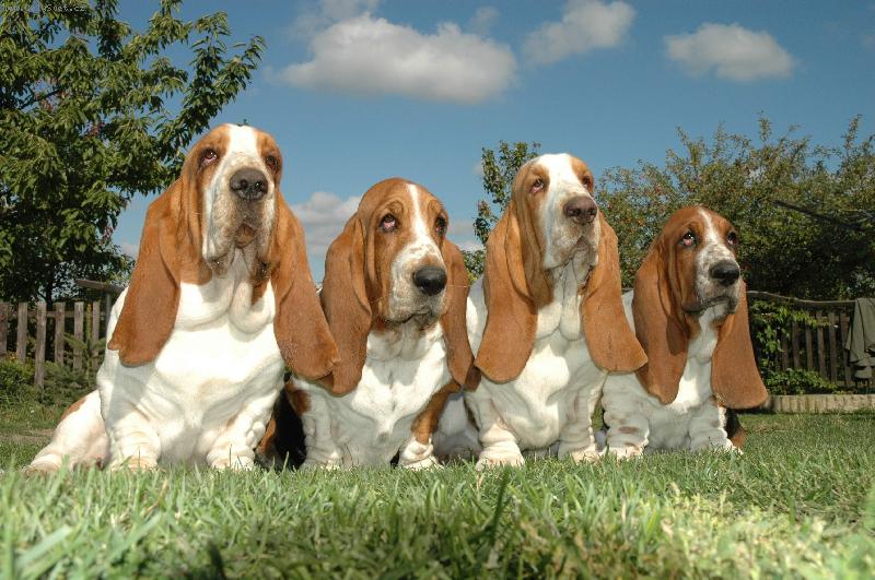 Foto: Basseti Lady Barnett�s
