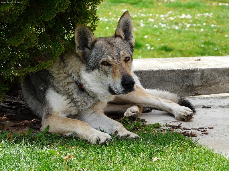 Foto: Obi od �ho�t� odpo��v�-www.obioduhoste.wz.cz