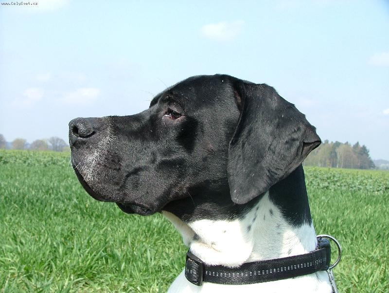 Foto: Don ze �t�pek