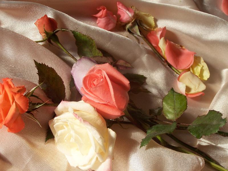 Foto: bo�sk� kv�ty