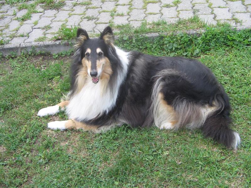 Foto: Anita Black Modr� Iris-Anitka