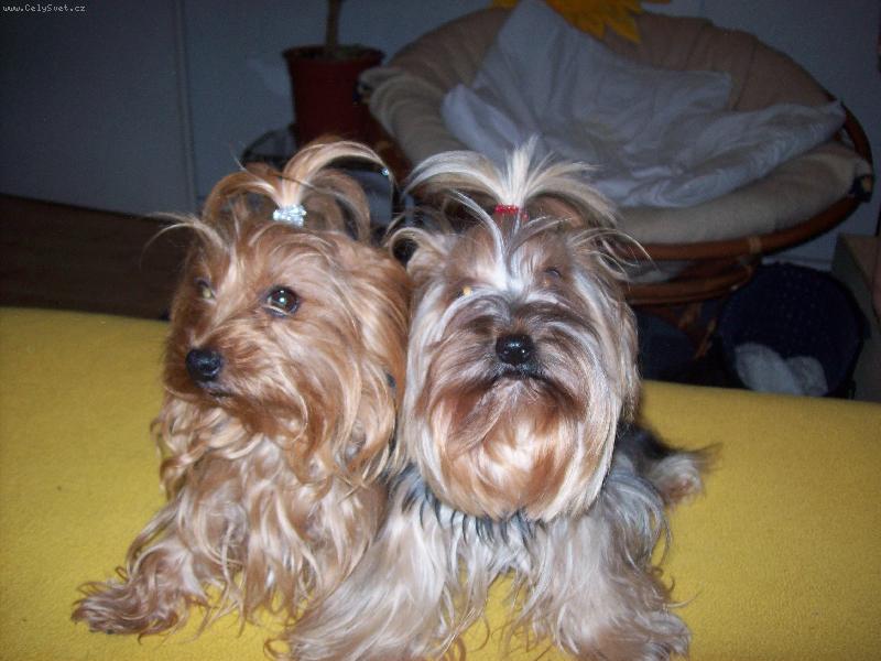 Foto: Brusinka Dixinka