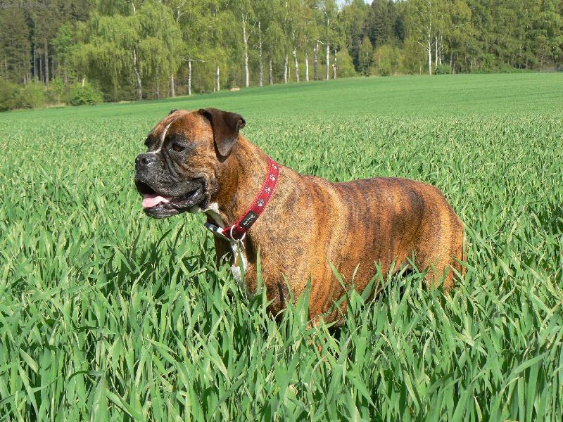 Foto: Blondy v jarn�m obil�