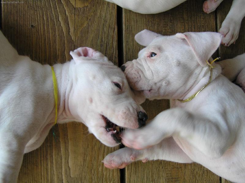 Foto: okusov�n�-vrh G Blansk� les