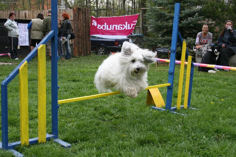 Foto: Na agility-Na agility