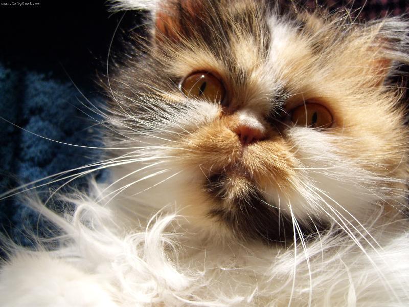 Foto: copak dostanu?