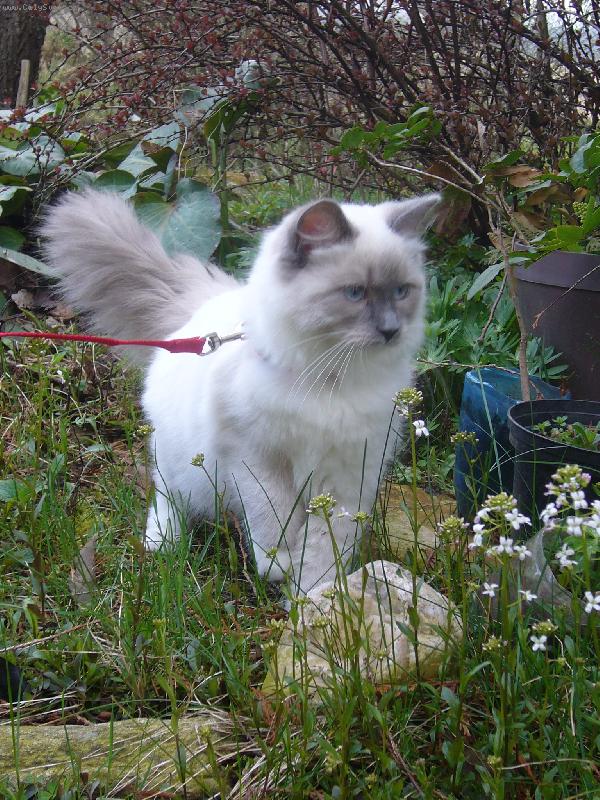 Foto: ragdollka-ragdollka