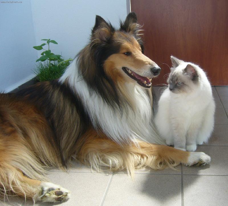 Foto: ragdollka-ragdollka a kolie