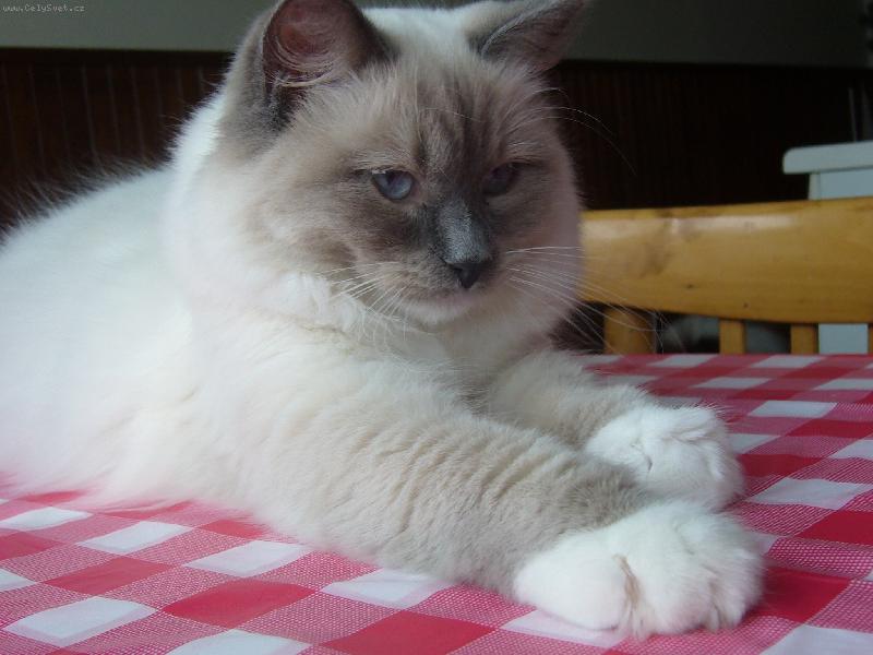 Foto: M�j mil��ek-moje ko�i�ka