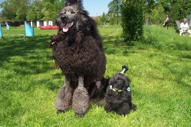 Foto: velk�/kr�lovsk�/ a toy pudl-kamar�di