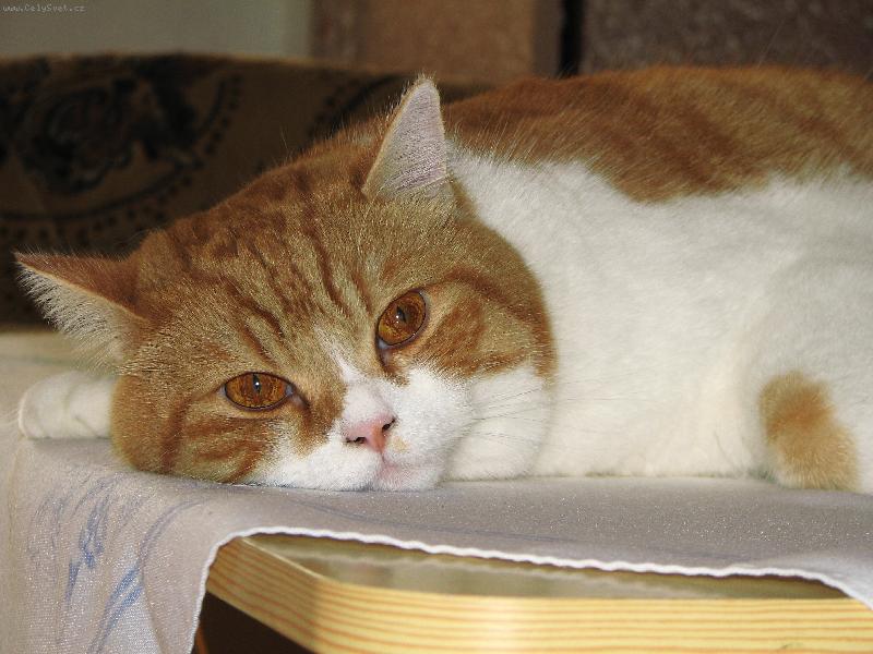 Foto: zasn�n� Kub��ek-n� dvoulet� kocourek