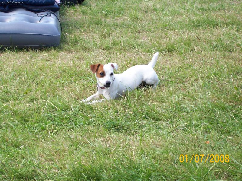 Foto: Jack russel teri�r