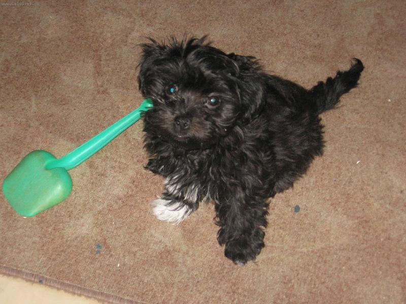 Foto: Benji-Benji �t�n�