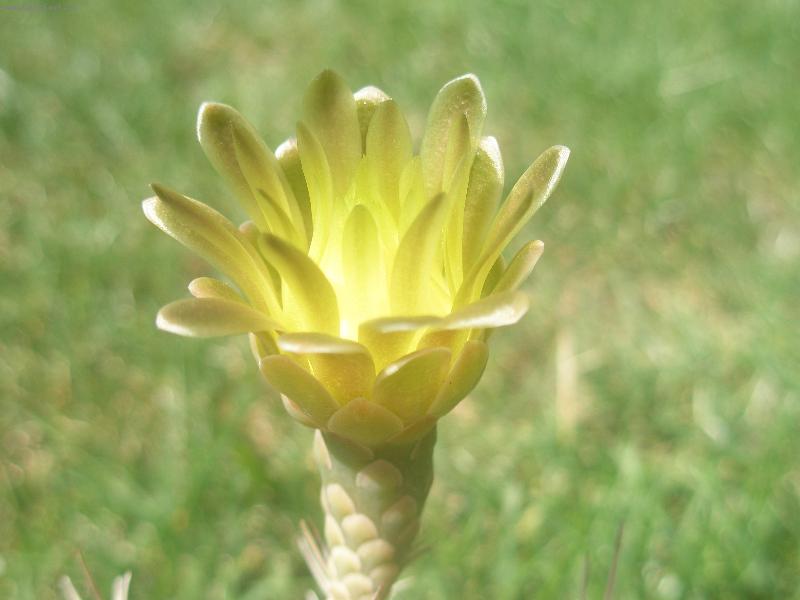 Foto: Gymnocalycium mihanovichii-slune�n� z��e