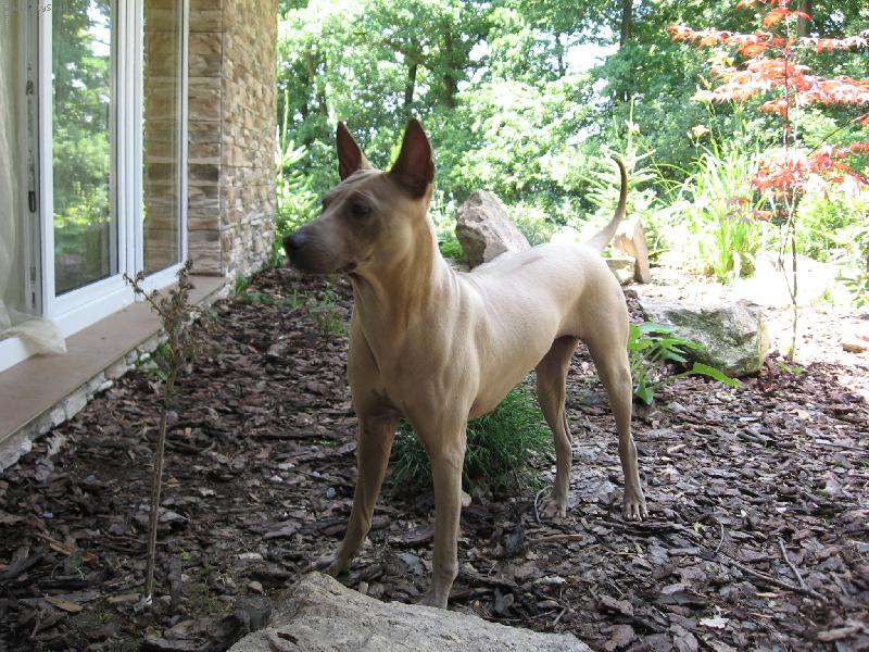 Foto: www.thailandridgeback.cz