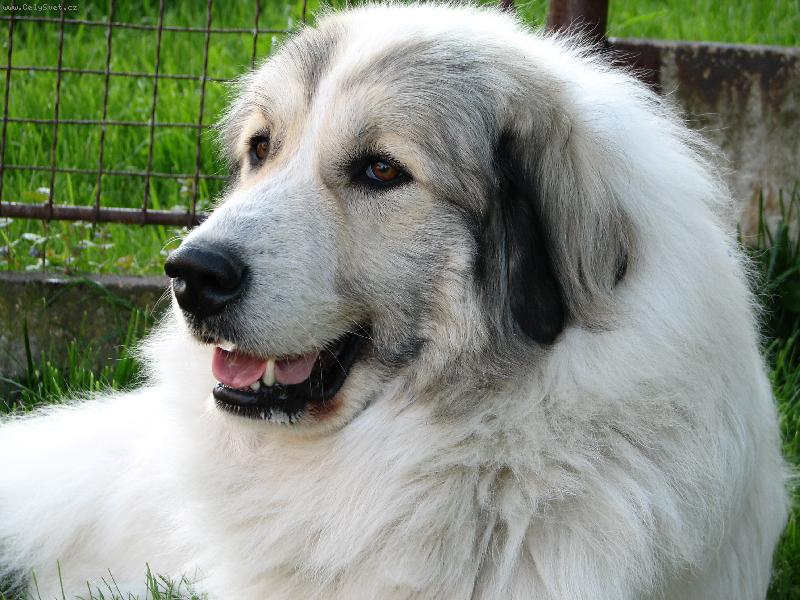 Foto: PHP-Fena PHP Charlize Dogmania