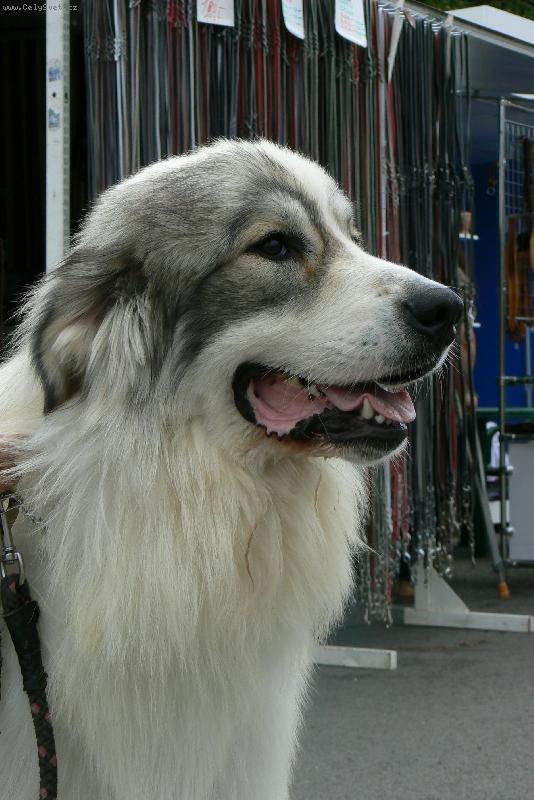 Foto: v�stava Brno 2008