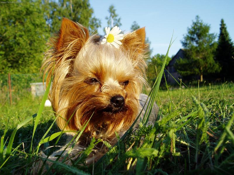 Foto: v tr�v�-Ad�lka v tr�v�