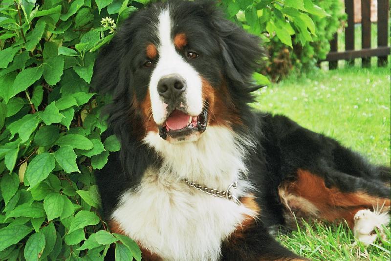 Foto: N�s krasavec :)-Ben