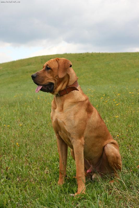 Foto: Baldey ze �pi��ku 11 m�s�c�