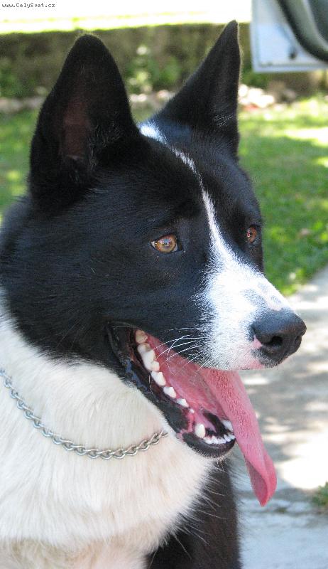 Foto: Alf ��slavsk� nad�je