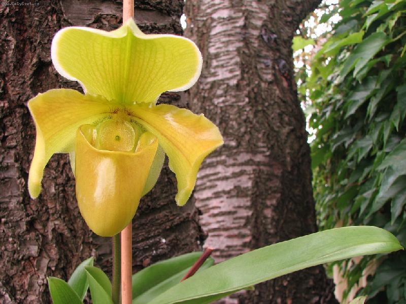 Foto: Paphiopedilum -temperovan�