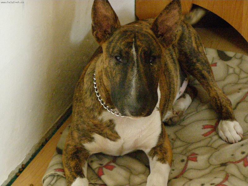 Foto: VYLET� PT��EK