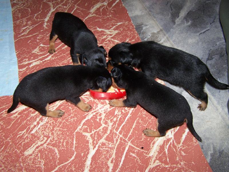 Foto: krmen� div� zv��e