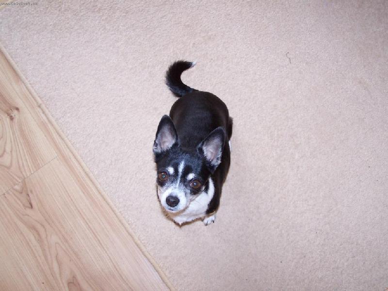 Foto: Anynka sestra Max��ka-to nen� my�.....