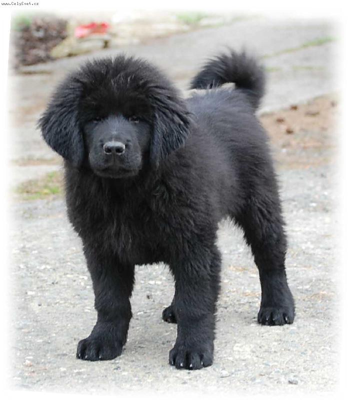 Foto: Demon-Demon 2,5 m�s�ce