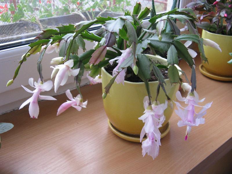 Foto: v�no�n� kaktus